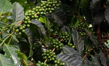 What is Naturally Processed Coffee?