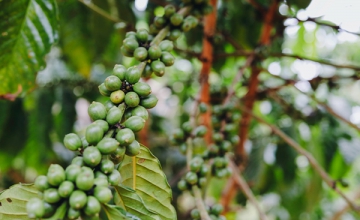 6 New Coffee Species Discovered in Madagascar