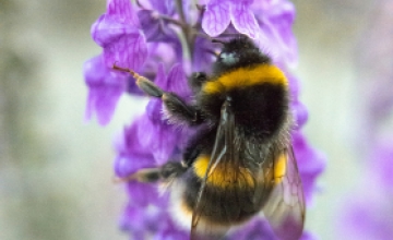 How The Birds and Bees Can Benefit Coffee Production