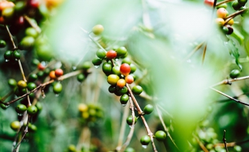 Reviving Forgotten Varieties: Rediscovering Heirloom Coffee Beans