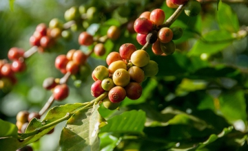 Rare and Exotic Coffee Varietals: A Tasting Journey
