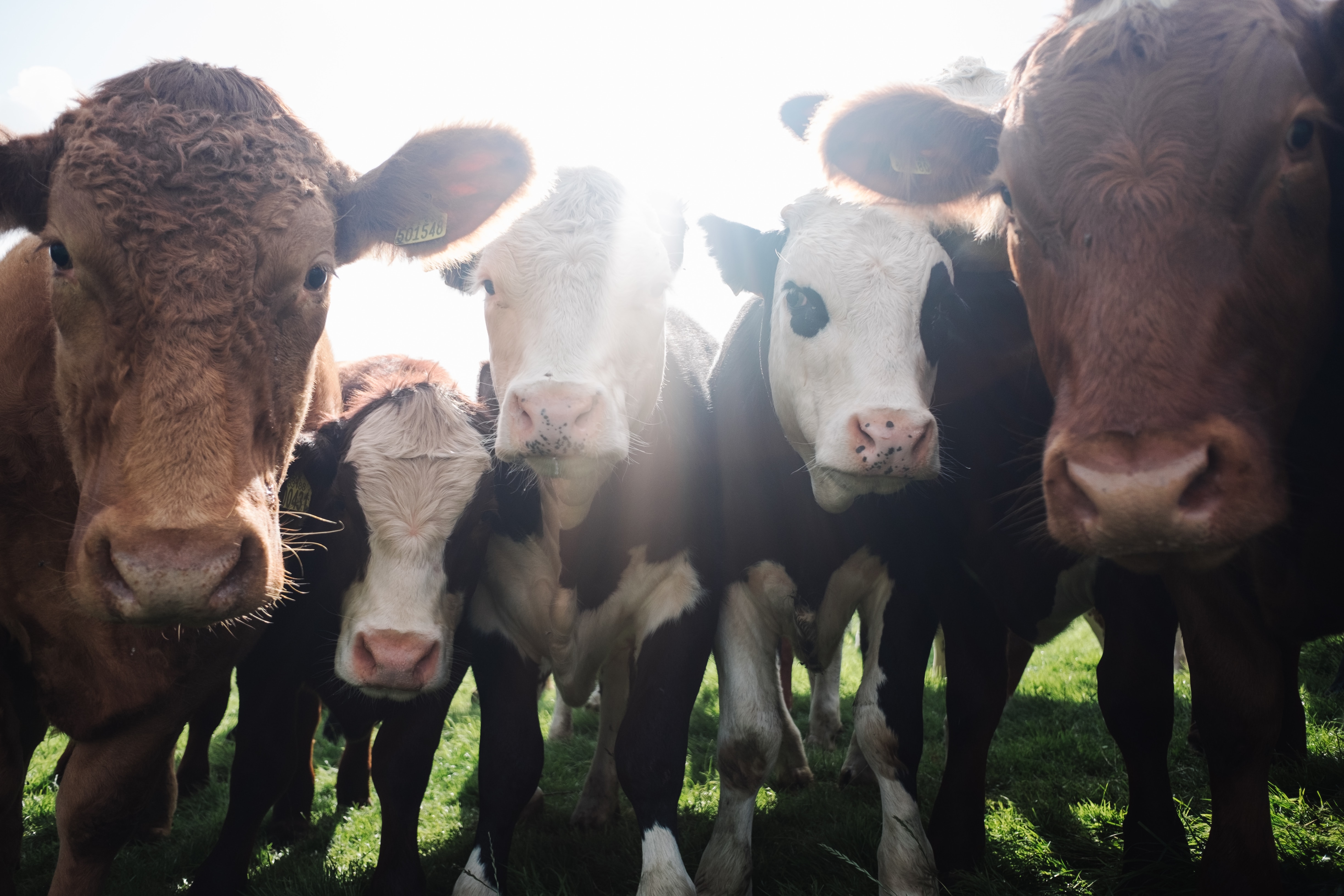 A group of cows huddled together 