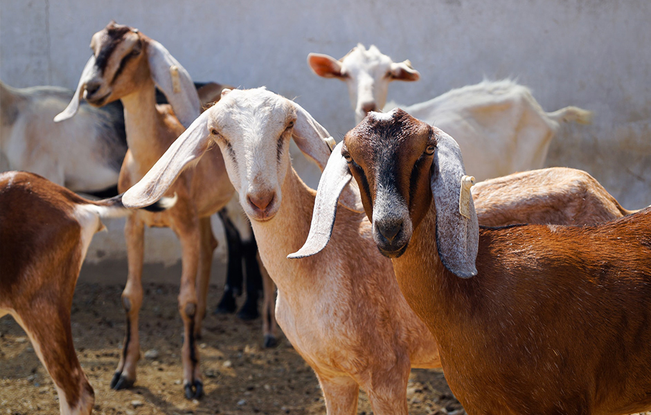 image of goats