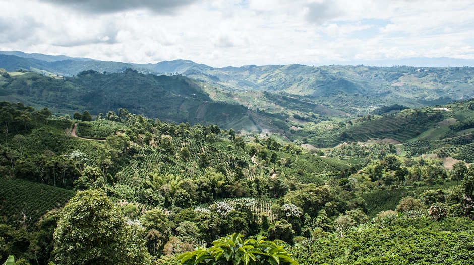 high altitude coffee growing